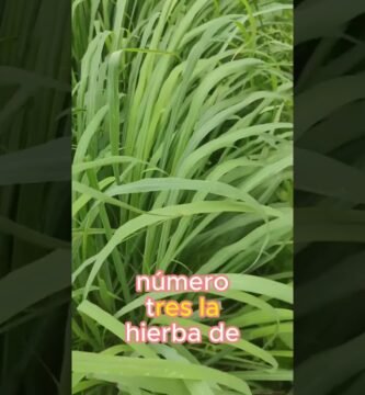 Materiales recomendados para casas de reptiles en interiores paso a paso