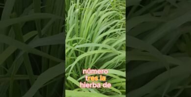 Materiales recomendados para casas de reptiles en interiores paso a paso