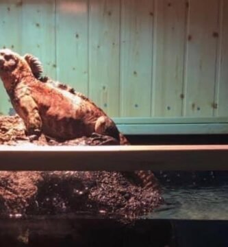 Materiales recomendados para casas de reptiles en interiores según expertos