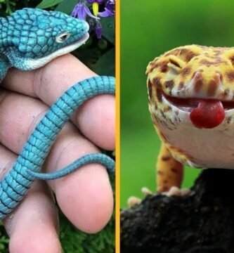 Qué alimentos son recomendados para reptiles domésticos con bajo presupuesto