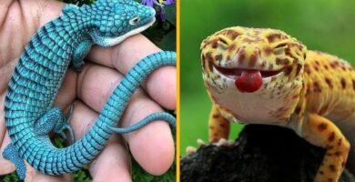 Qué alimentos son recomendados para reptiles domésticos con bajo presupuesto