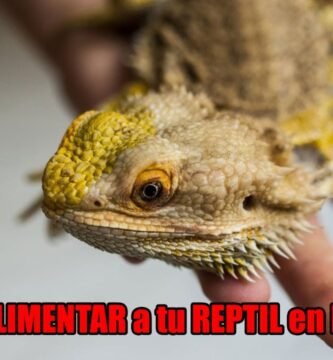 Qué alimentos son recomendados para reptiles domésticos en clima tropical
