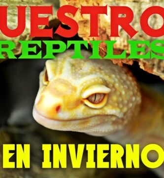 Qué alimentos son recomendados para reptiles domésticos en invierno