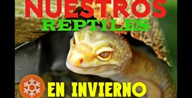 Qué alimentos son recomendados para reptiles domésticos en invierno