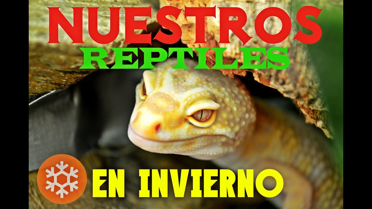 Qué alimentos son recomendados para reptiles domésticos en invierno