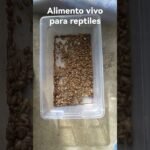 Qué alimentos son recomendados para reptiles domésticos en zonas urbanas