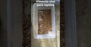 Qué alimentos son recomendados para reptiles domésticos en zonas urbanas