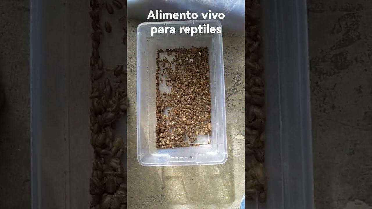 Qué alimentos son recomendados para reptiles domésticos en zonas urbanas