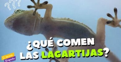Qué alimentos son recomendados para reptiles domésticos para especies pequeñas