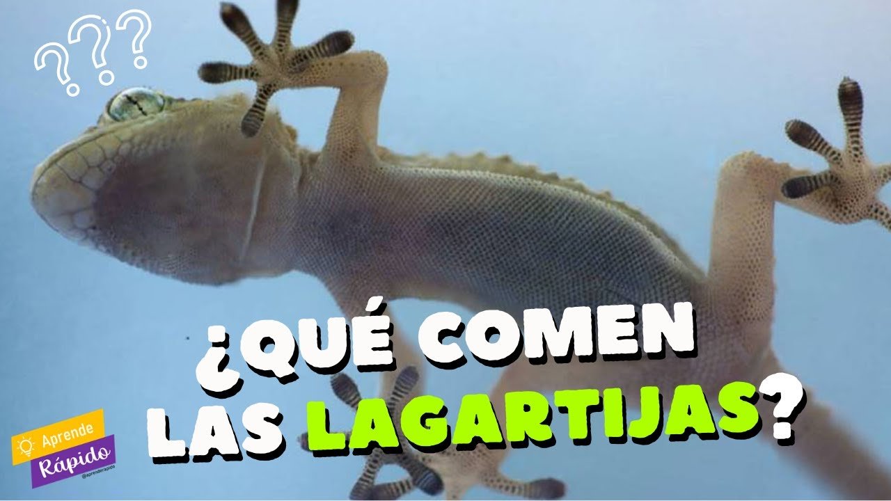 Qué alimentos son recomendados para reptiles domésticos para especies pequeñas