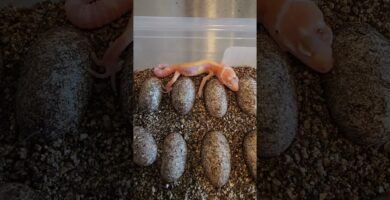 Signos de que tu reptil está listo para reproducirse con incubadora artificial
