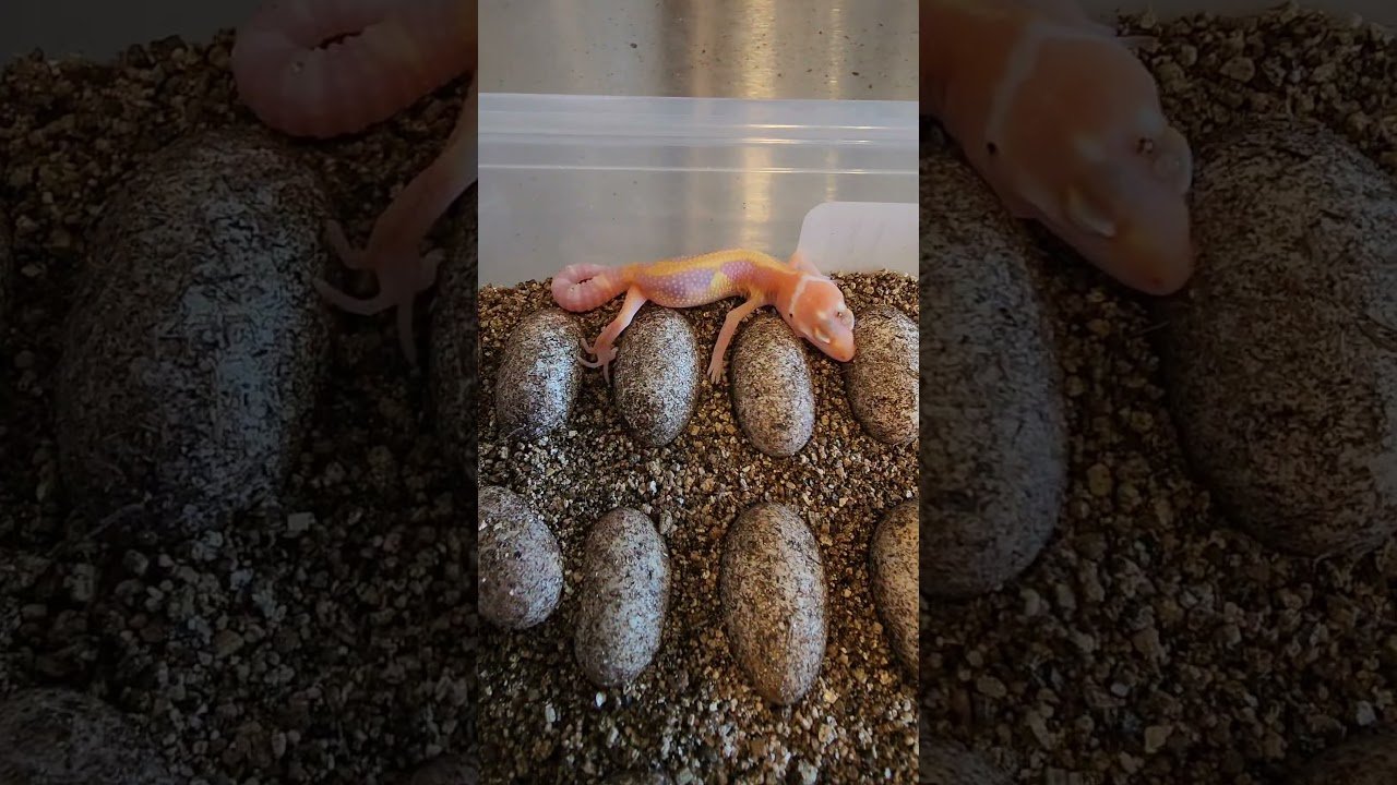 Signos de que tu reptil está listo para reproducirse con incubadora artificial