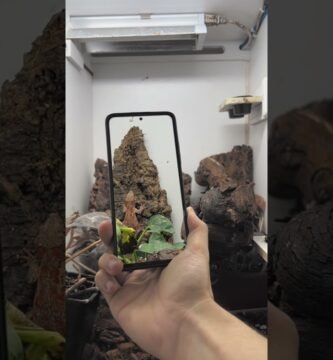 Signos de que tu reptil está listo para reproducirse en terrarios caseros