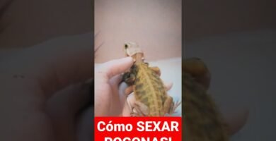 Signos de que tu reptil está listo para reproducirse en verano