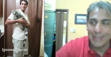 Signos de que tu reptil está listo para reproducirse explicada por veterinarios