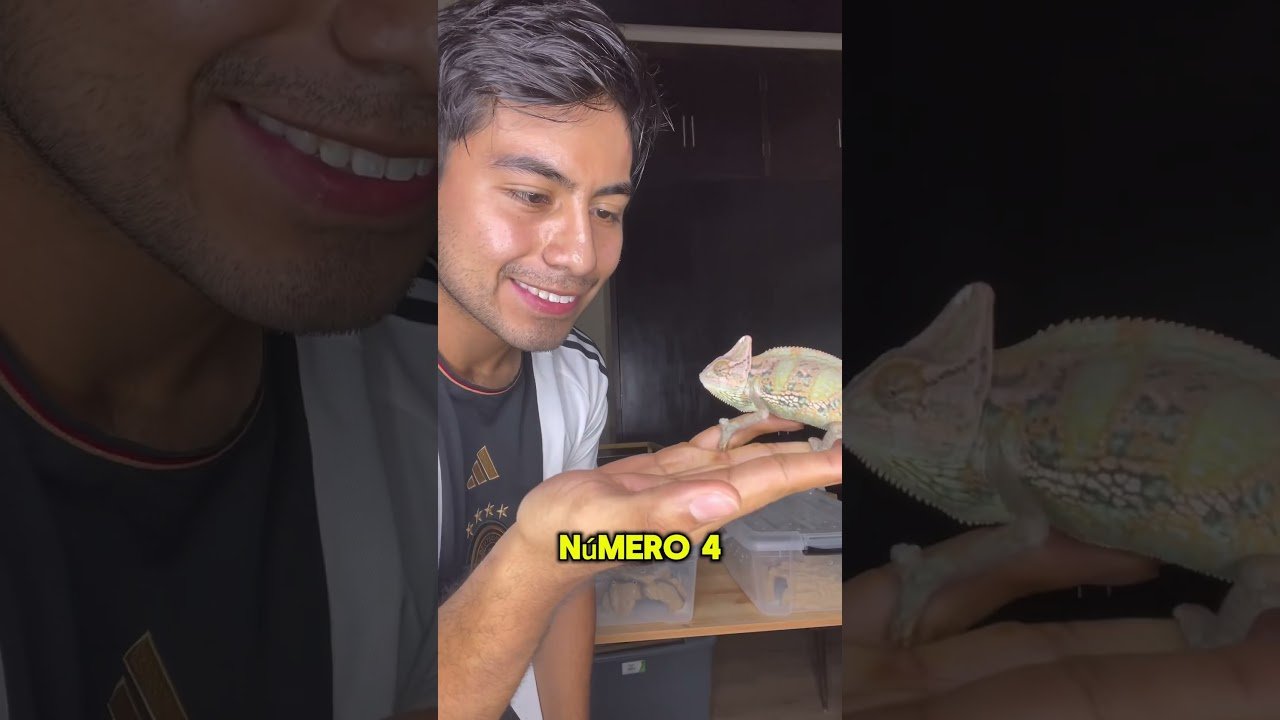 Signos de que tu reptil está listo para reproducirse para camaleones