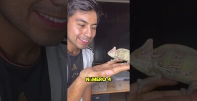 Signos de que tu reptil está listo para reproducirse para dueños primerizos