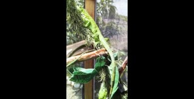 Signos de que tu reptil está listo para reproducirse para iguanas