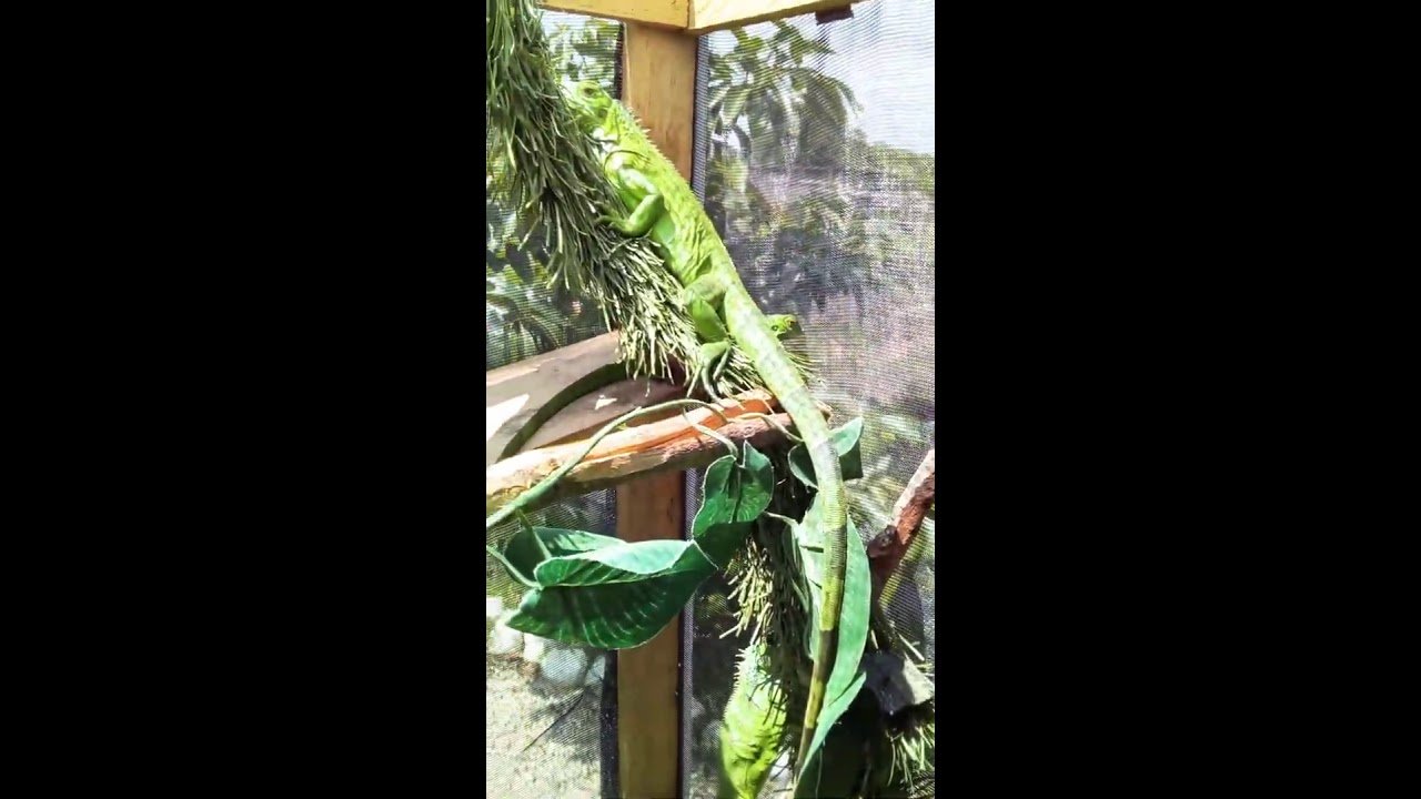 Signos de que tu reptil está listo para reproducirse para iguanas