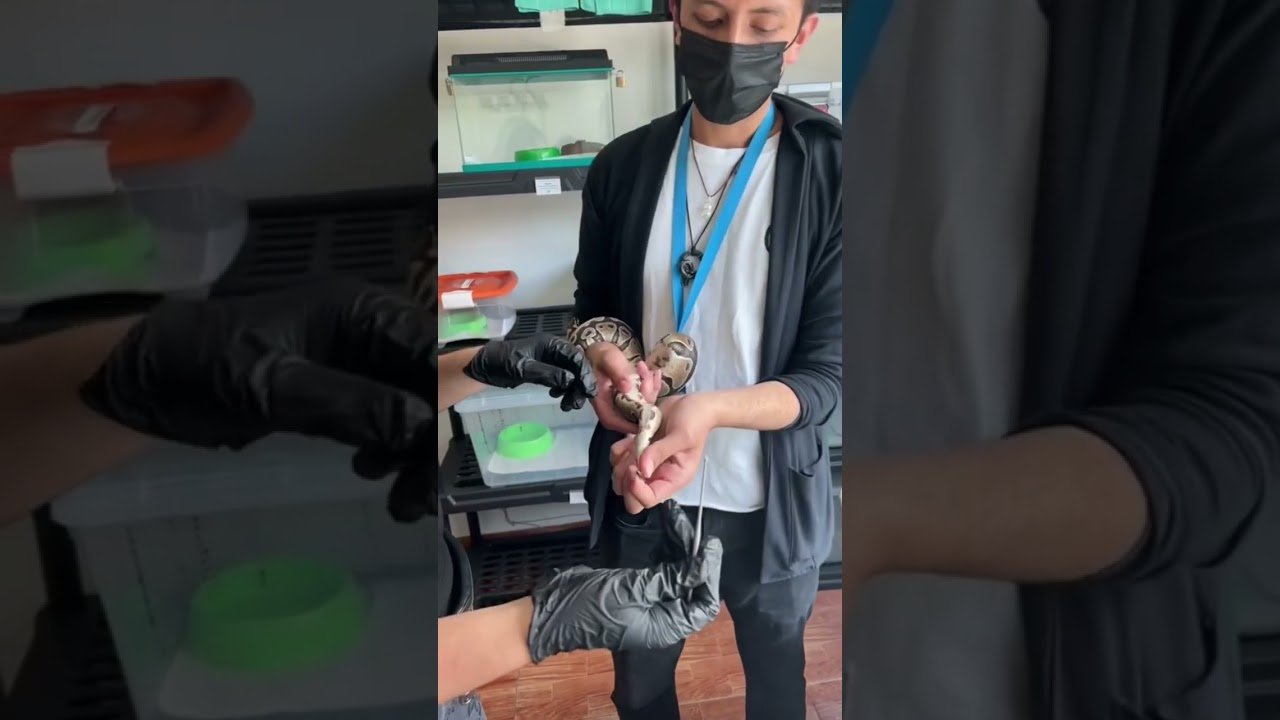 Signos de que tu reptil está listo para reproducirse para serpientes