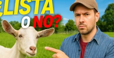 Signos de que tu reptil está listo para reproducirse paso a paso