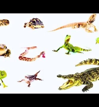 Signos de que tu reptil está listo para reproducirse según expertos