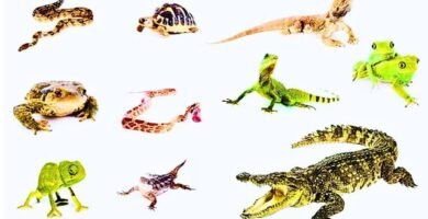 Signos de que tu reptil está listo para reproducirse según expertos