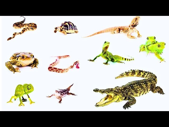 Signos de que tu reptil está listo para reproducirse según expertos
