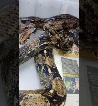 Signos de que tu reptil está listo para reproducirse sin experiencia previa