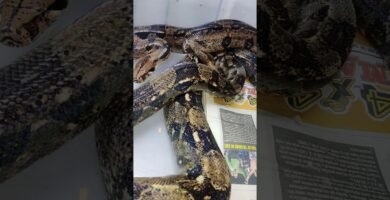 Signos de que tu reptil está listo para reproducirse sin experiencia previa