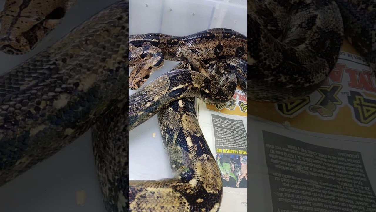 Signos de que tu reptil está listo para reproducirse sin experiencia previa