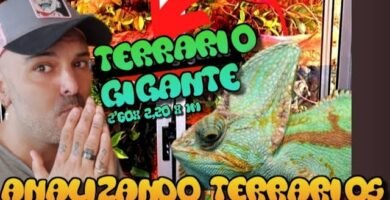 Síntomas de ansiedad en reptiles domésticos en terrarios grandes