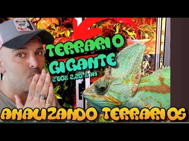 Síntomas de ansiedad en reptiles domésticos en terrarios grandes