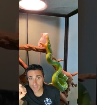 Síntomas de ansiedad en reptiles domésticos para niños