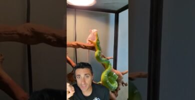 Síntomas de ansiedad en reptiles domésticos para niños