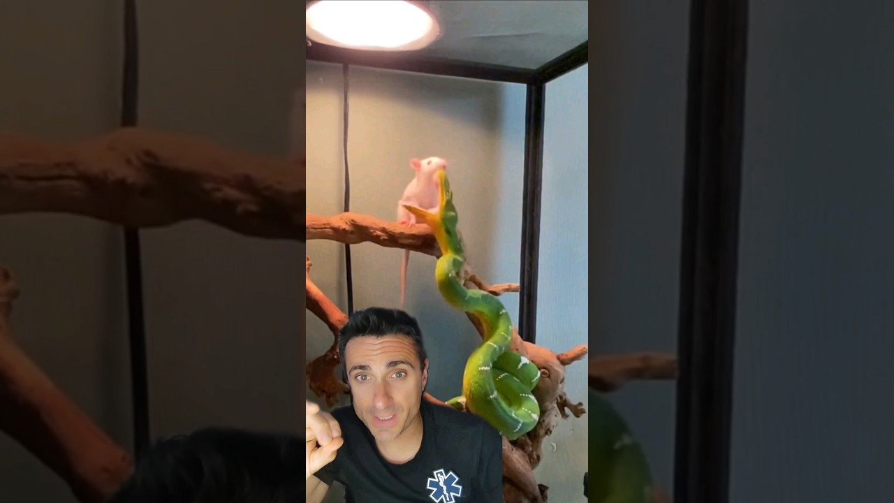 Síntomas de ansiedad en reptiles domésticos para niños