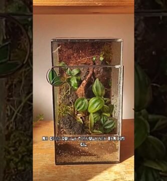 Sustratos ecológicos para terrarios en clima cálido