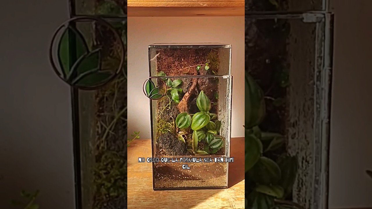 Sustratos ecológicos para terrarios en clima cálido