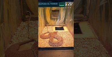 Accesorios personalizados para reptiles en Caracas