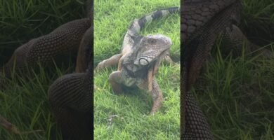 Accesorios personalizados para reptiles en Guayaquil