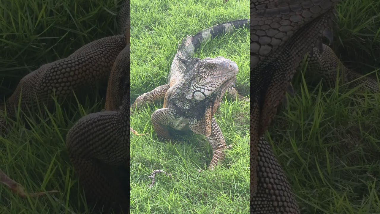 Accesorios personalizados para reptiles en Guayaquil