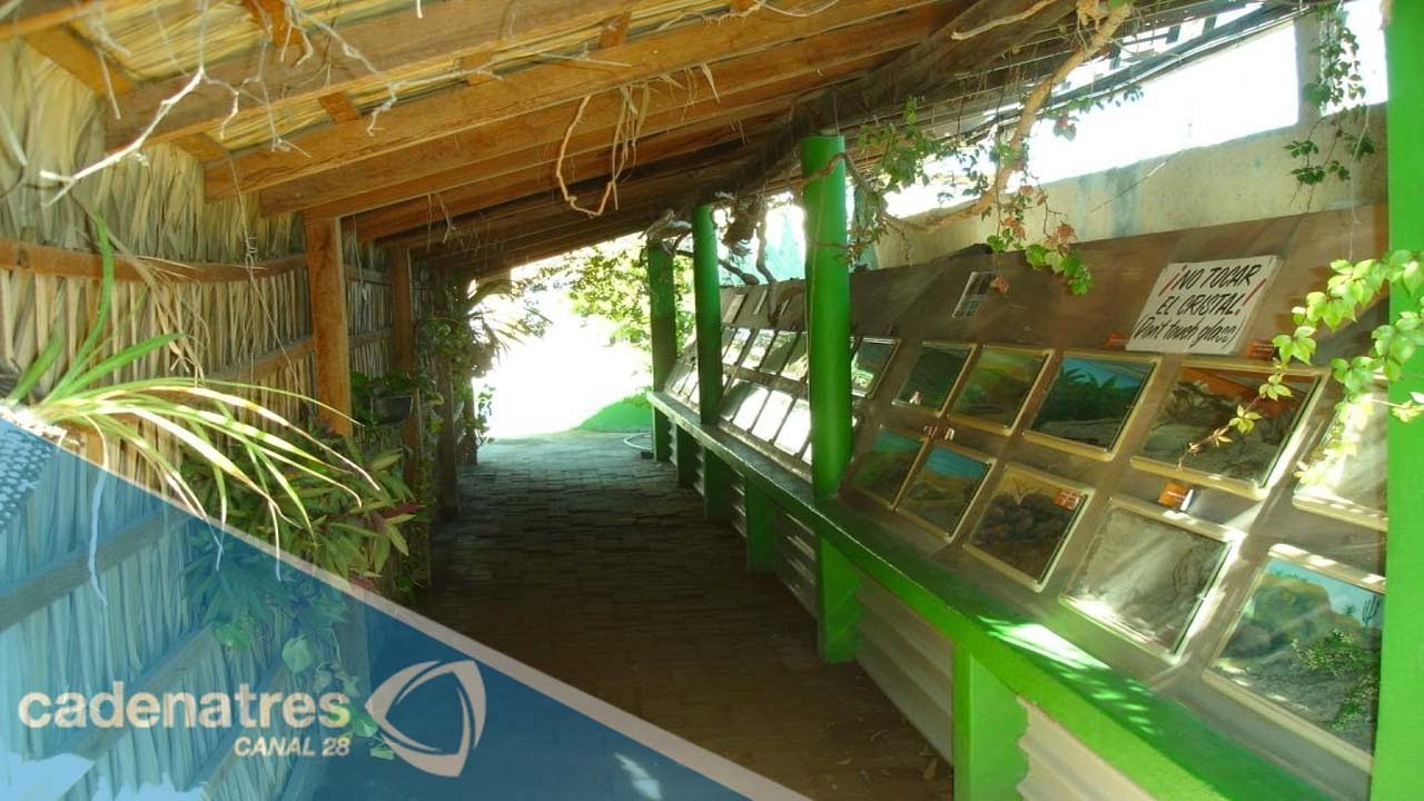 Accesorios personalizados para reptiles en La Paz