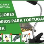 Accesorios seguros para tortugas terrestres en Guayaquil