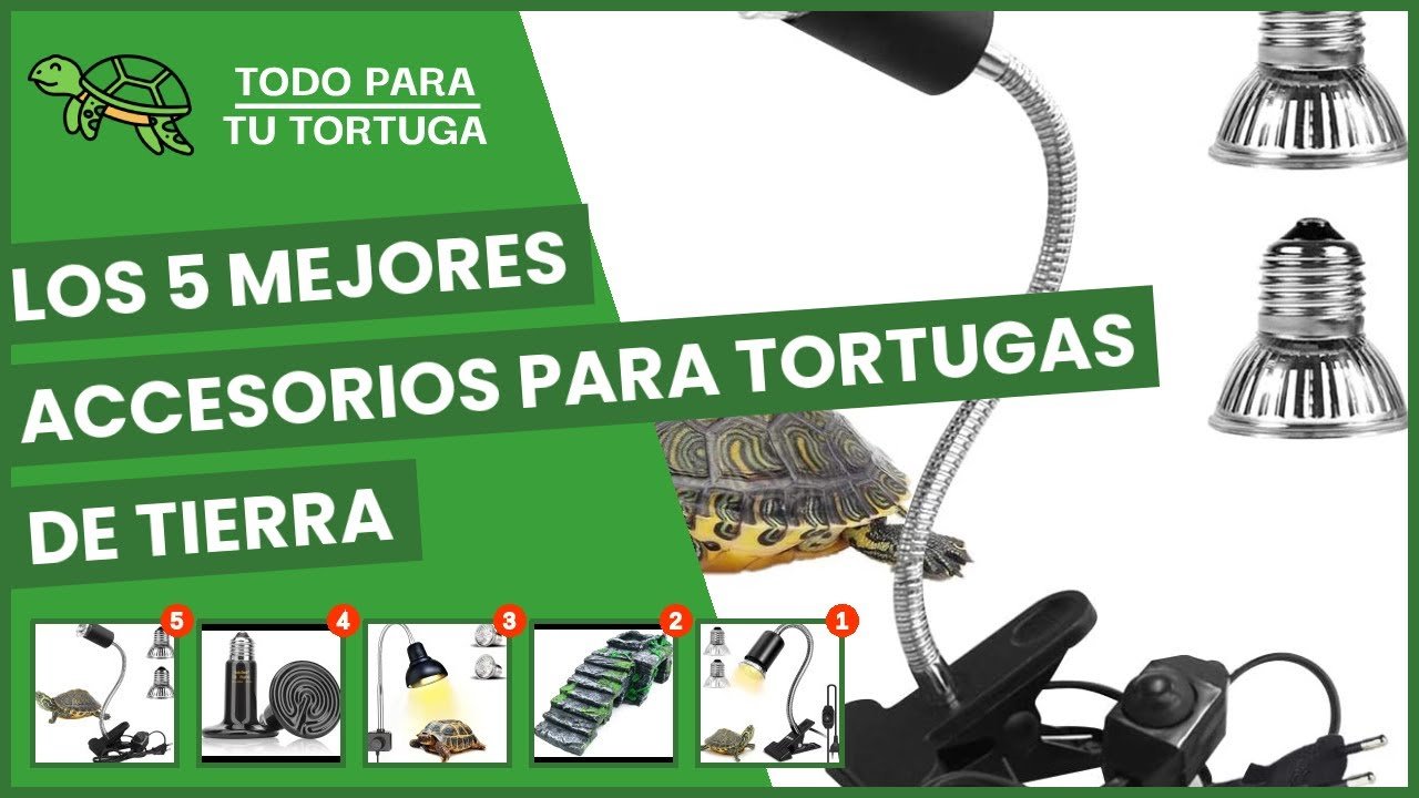 Accesorios seguros para tortugas terrestres en Guayaquil
