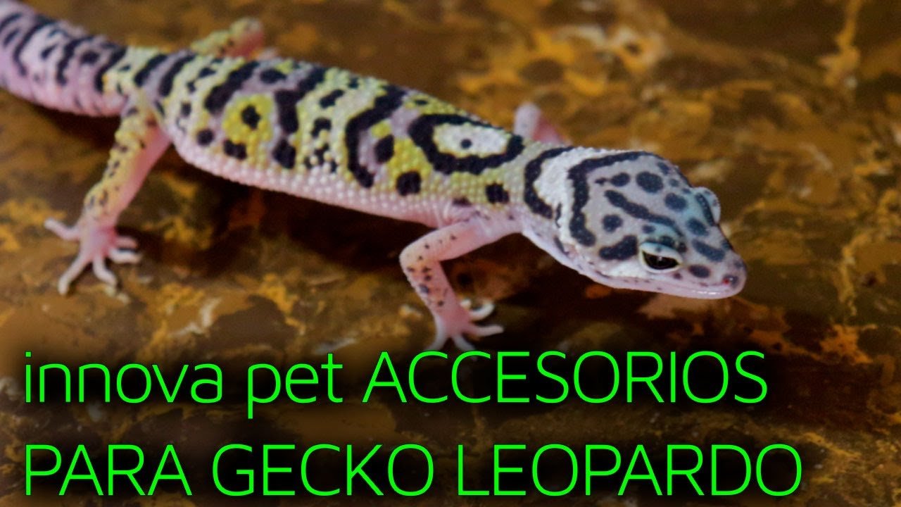Accesorios térmicos para geckos en La Paz
