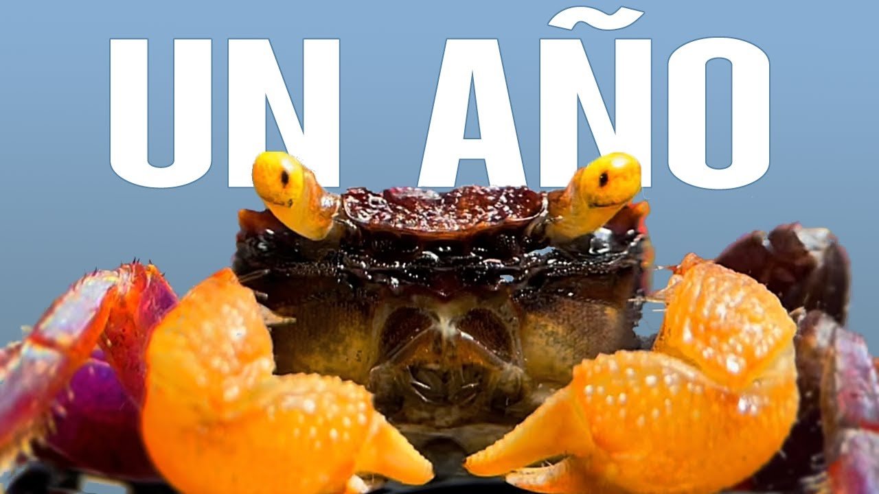 Ciclo reproductivo de reptiles en terrarios en clima tropical