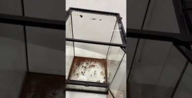 Ciclo reproductivo de reptiles en terrarios en interiores