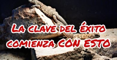 Ciclo reproductivo de reptiles en terrarios en invierno
