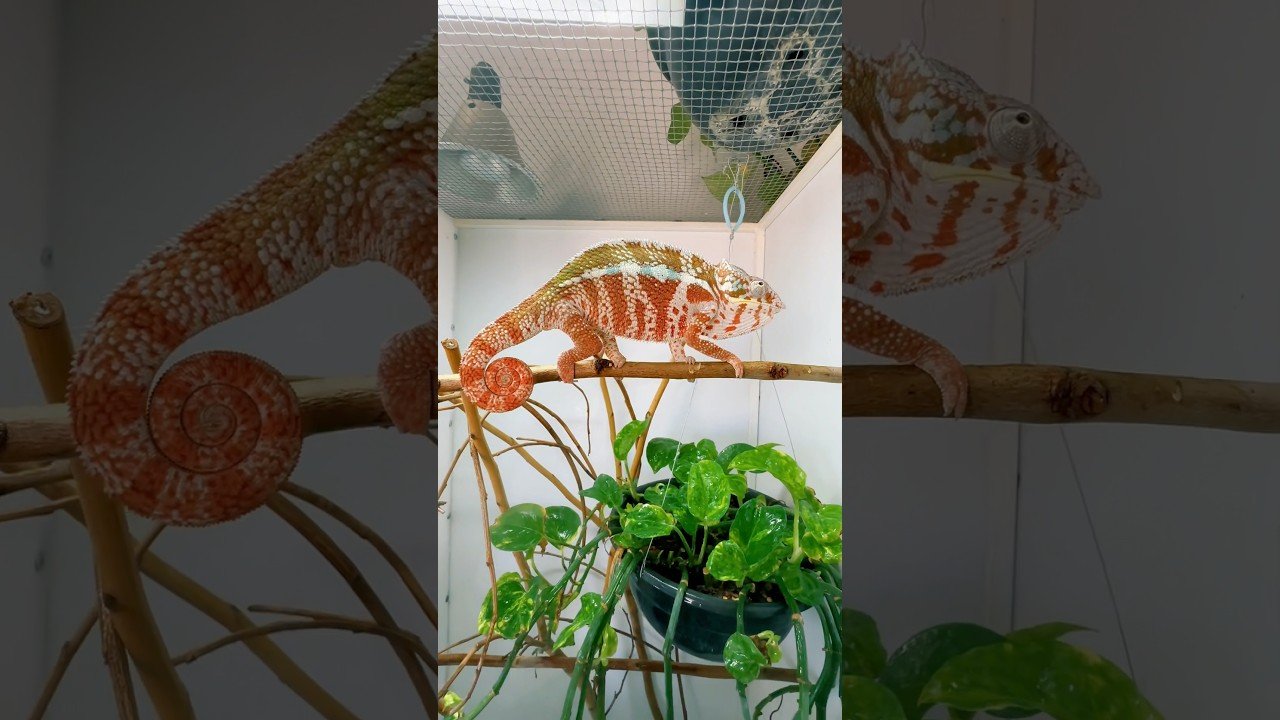 Ciclo reproductivo de reptiles en terrarios para camaleones