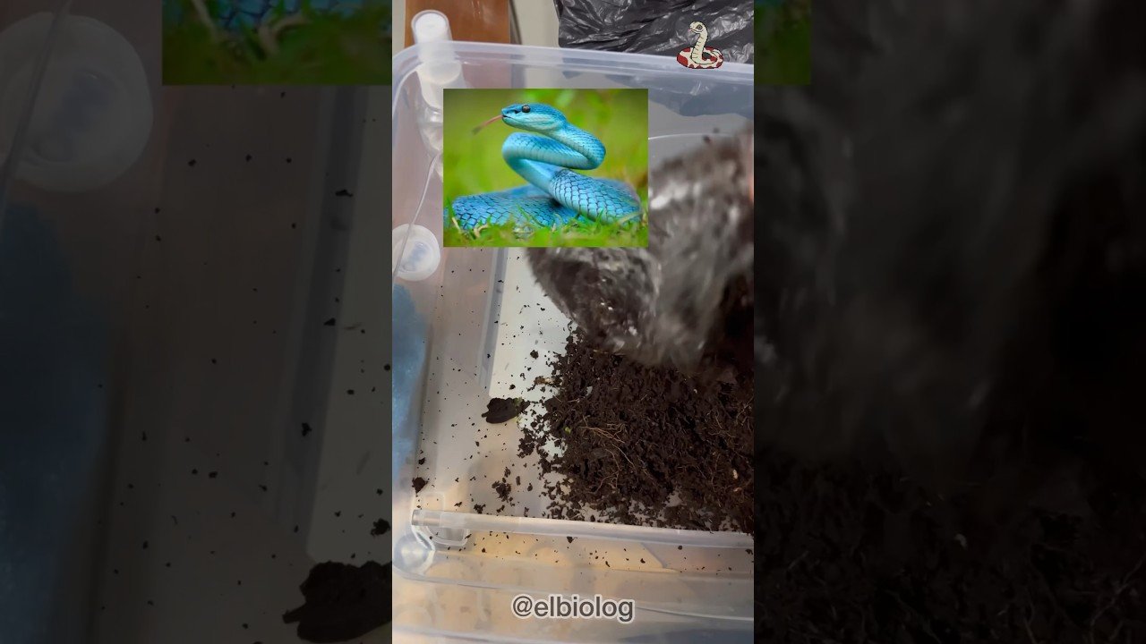 Ciclo reproductivo de reptiles en terrarios para serpientes